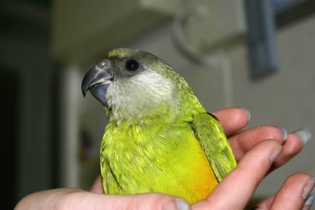 Cover image for Pickle