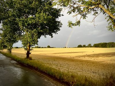 Rainbow through the trees